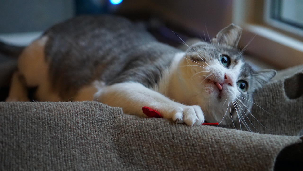 Duke sporting a little blep